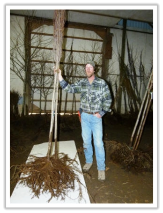 Ira Windover with bear root tree