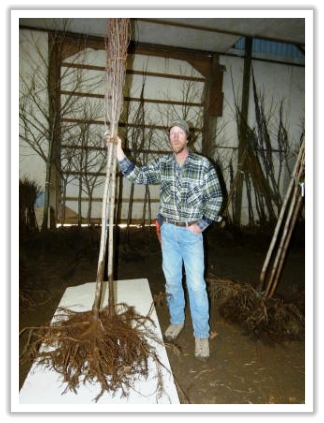 Ira Windover with bear root tree